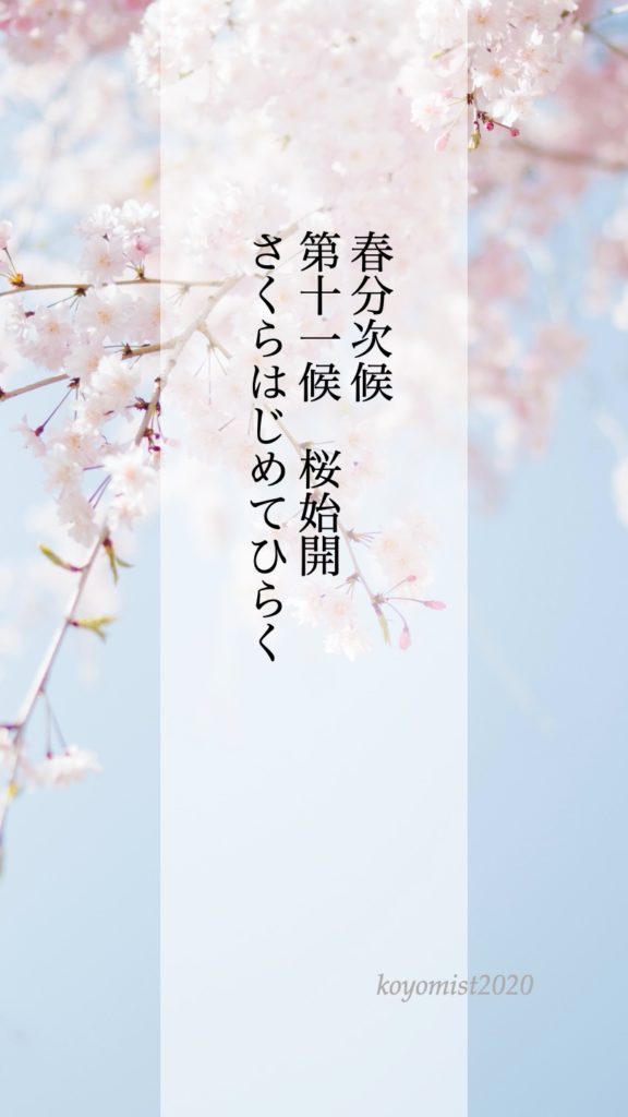 春分次候 第十一候 桜始開(さくらはじめてひらく)